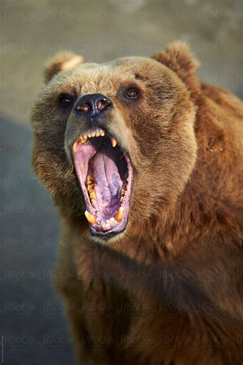 Angry Bear Betway