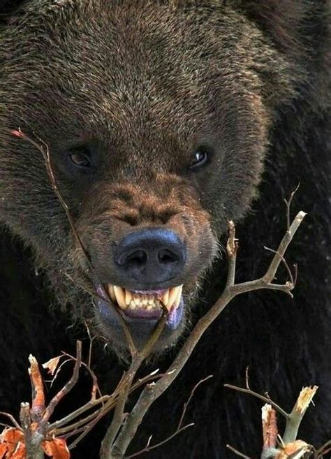 Angry Bear Bodog