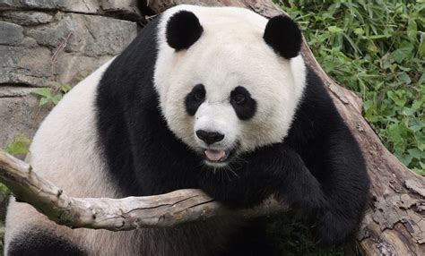 Big Panda brabet