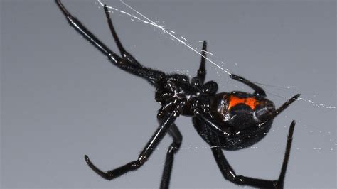 Black Widow Parimatch