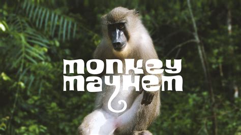 Monkey Mayhem Bodog