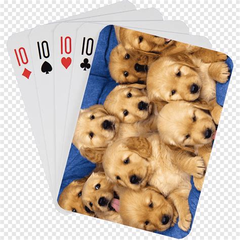 Poker para filhotes