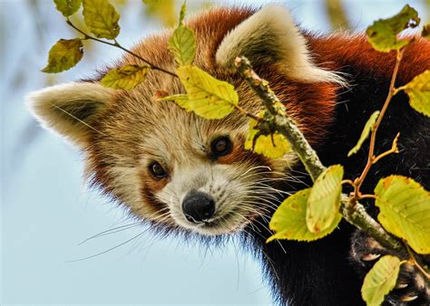 Red Panda Paradise betsul