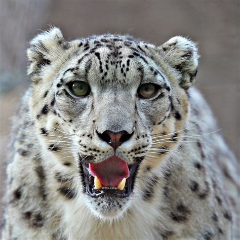 Snow Leopards Bodog